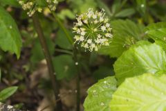 Wild Sarsaparilla, Aralia nudicaulis