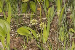 Wild Sarsaparilla, Aralia nudicaulis