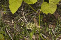 Wild Sarsaparilla, Aralia nudicaulis