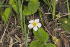 Wild Strawberry, Fragaria virginiana