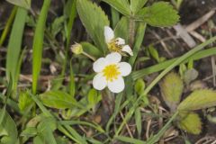 Wild Strawberry, Fragaria virginiana