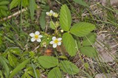 Wild Strawberry, Fragaria virginiana