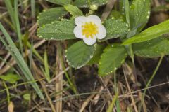 Wild Strawberry, Fragaria virginiana