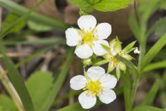 Wild Strawberry, Fragaria virginiana