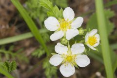 Wild Strawberry, Fragaria virginiana