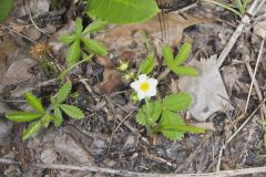 Wild Strawberry, Fragaria virginiana