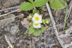 Wild Strawberry, Fragaria virginiana