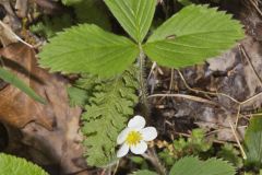 Wild Strawberry, Fragaria virginiana