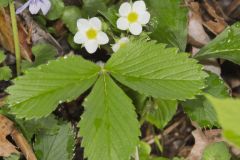 Wild Strawberry, Fragaria virginiana