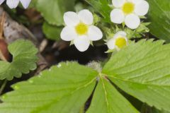 Wild Strawberry, Fragaria virginiana