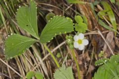 Wild Strawberry, Fragaria virginiana