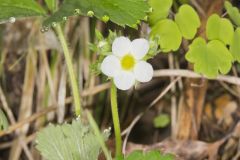 Wild Strawberry, Fragaria virginiana