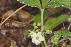 Wild Strawberry, Fragaria virginiana