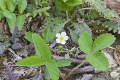 Wild Strawberry, Fragaria virginiana