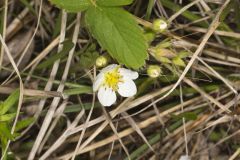 Virginia strawberry, Fragaria virginiana