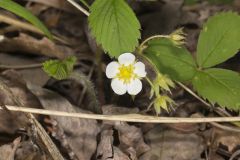 Virginia strawberry, Fragaria virginiana