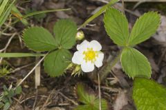 Virginia strawberry, Fragaria virginiana