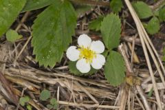 Virginia strawberry, Fragaria virginiana