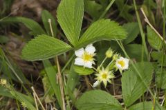 Virginia strawberry, Fragaria virginiana