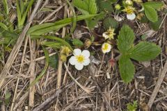 Virginia strawberry, Fragaria virginiana