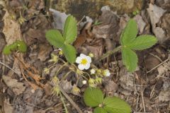 Virginia strawberry, Fragaria virginiana