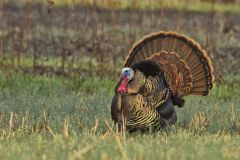 Wild Turkey, Meleagris gallopavo