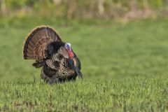 Wild Turkey, Meleagris gallopavo