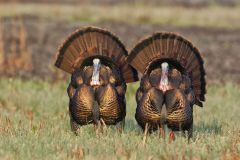 Wild Turkey, Meleagris gallopavo