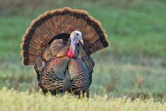 Wild Turkey, Meleagris gallopavo