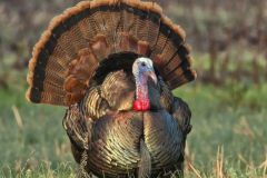 Wild Turkey, Meleagris gallopavo