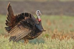 Wild Turkey, Meleagris gallopavo