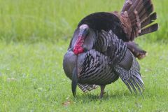 Wild Turkey, Meleagris gallopavo