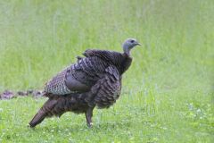 Wild Turkey, Meleagris gallopavo