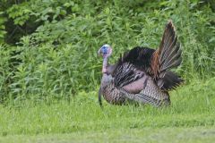 Wild Turkey, Meleagris gallopavo