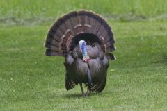 Wild Turkey, Meleagris gallopavo