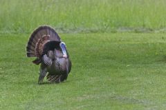 Wild Turkey, Meleagris gallopavo