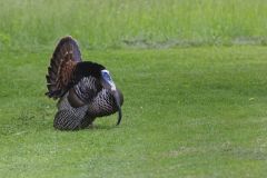 Wild Turkey, Meleagris gallopavo