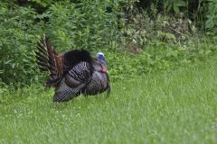 Wild Turkey, Meleagris gallopavo