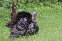 Wild Turkey, Meleagris gallopavo