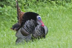 Wild Turkey, Meleagris gallopavo