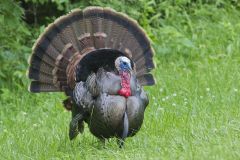 Wild Turkey, Meleagris gallopavo