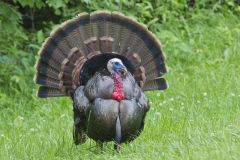 Wild Turkey, Meleagris gallopavo