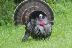 Wild Turkey, Meleagris gallopavo