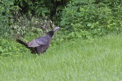 Wild Turkey, Meleagris gallopavo