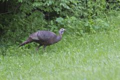 Wild Turkey, Meleagris gallopavo