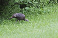 Wild Turkey, Meleagris gallopavo