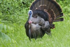 Wild Turkey, Meleagris gallopavo