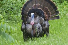 Wild Turkey, Meleagris gallopavo