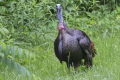 Wild Turkey, Meleagris gallopavo