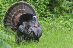 Wild Turkey, Meleagris gallopavo